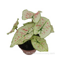 caladium ruxue with lower price